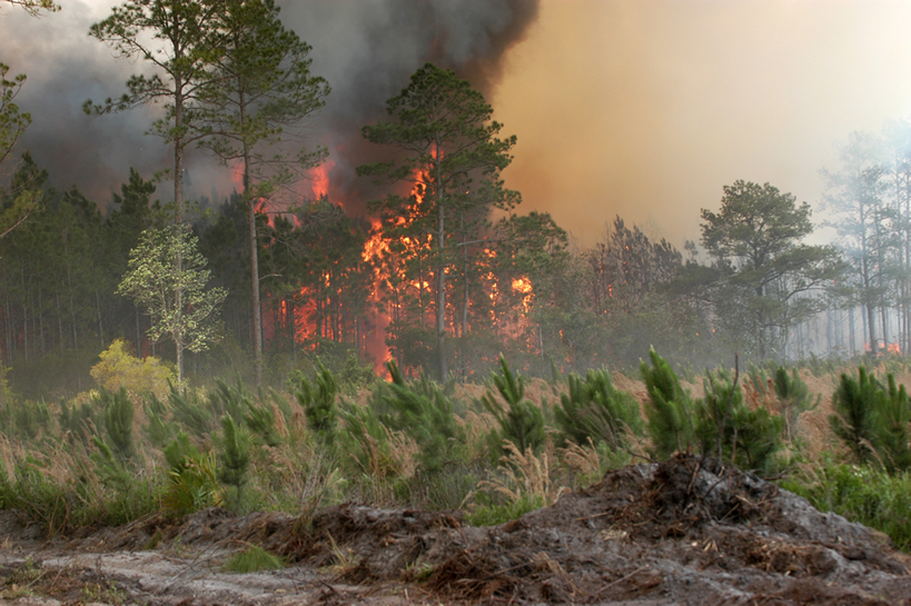Bugaboo Forest Fire. Photo Curtesy of Mark Wolfe, FEMA
